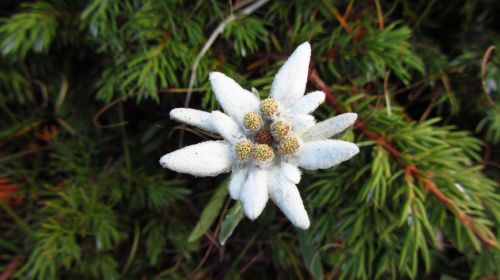 alpine star mountain flowers mountain flower