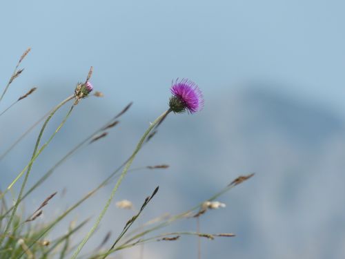 alpine thistle thistle blossom