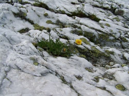 alpine white rock lichen alpine flowers