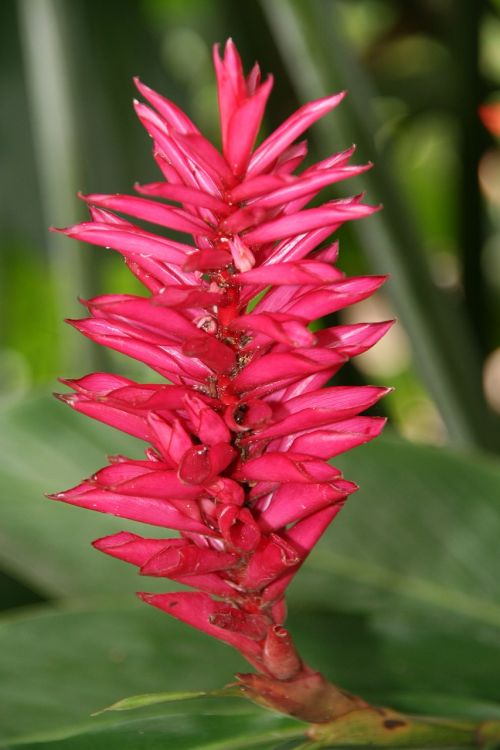 alpinia tropical flower guadeloupe