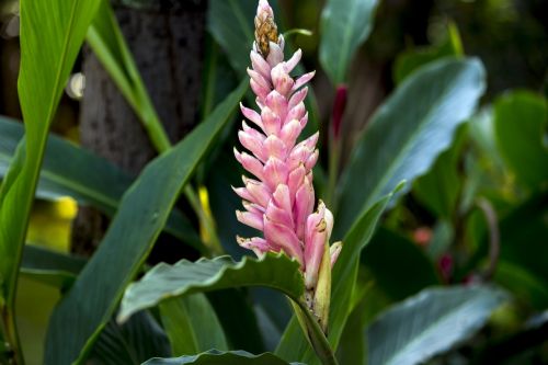 alpínia pink exotic flower nature