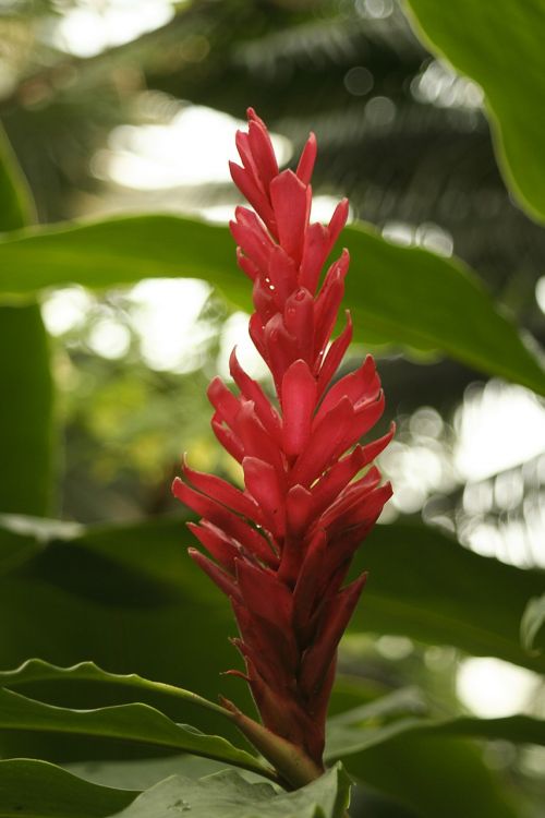 alpinia purpurata tropical ornamental flower