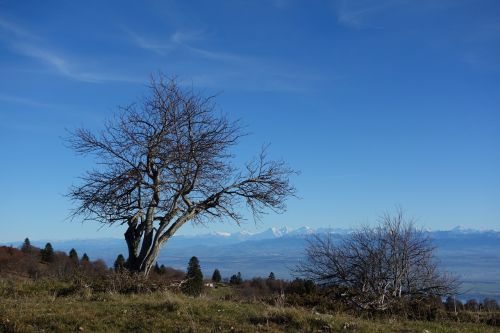 alps jura tree