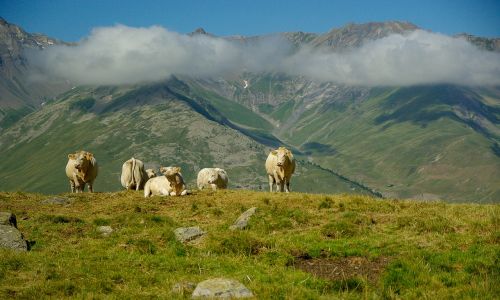 alps valloire herd