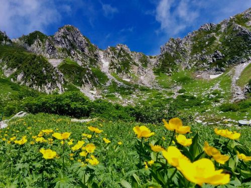 alps alpine plant mountain