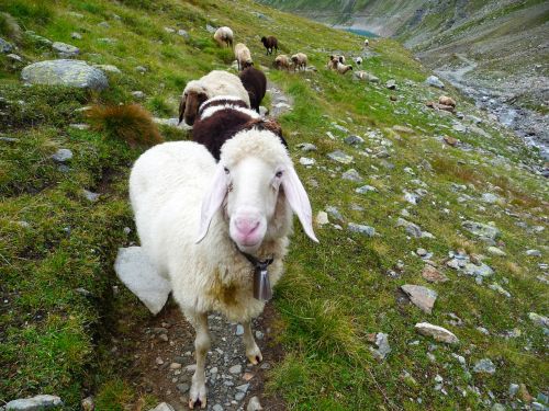 alps sheep austria