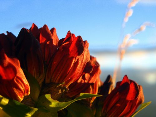 alps flower mountain