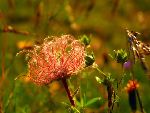 alps flower mountain