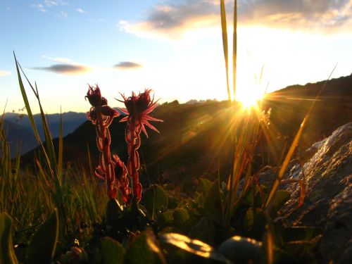 alps flower mountain