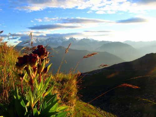 alps flower mountain