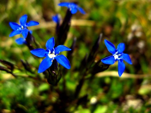 alps flower mountain