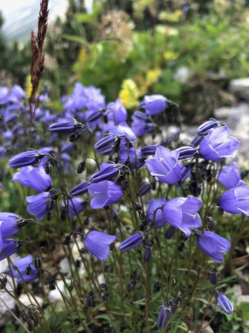 alps  flower  nature