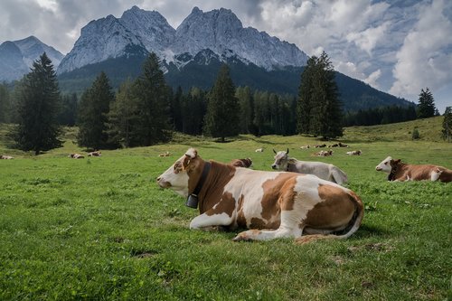 alps  cows  meadow