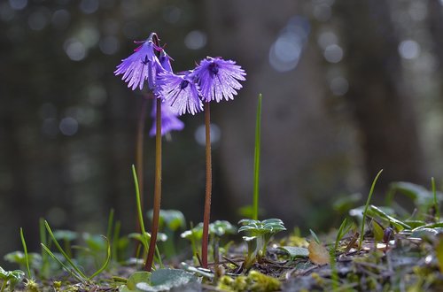 alps gloeckchen  soldanella  violet