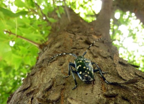 alrak long-horned beetle insects wood