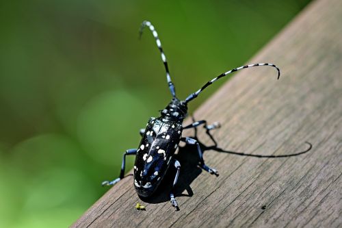 alrak long-horned beetle bug insects