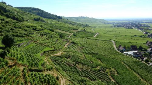 alsace france vineyard