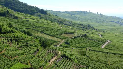 alsace france vineyard