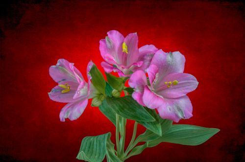 alstroemeria peruvian lily flower