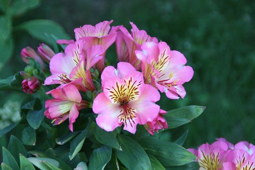 alstroemeria  nature  leaf