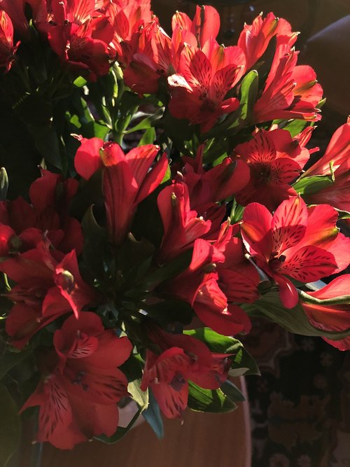 alstroemeria  flowers  red