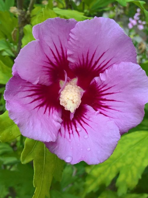 altea violet flower