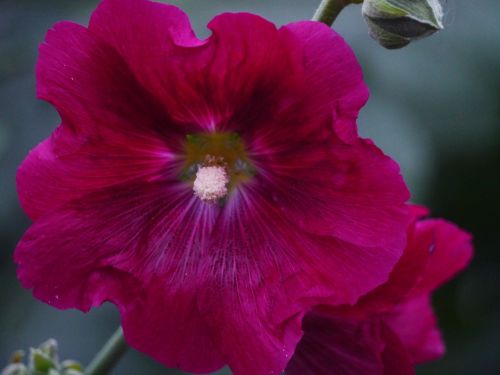 althaea rosea hana aoi red purple