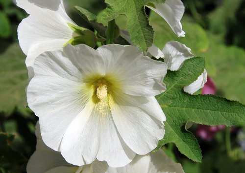 althea  hollyhock  white flower