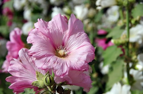 althea  hollyhock  pink flower