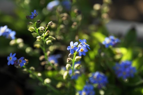 although  plant  flowers