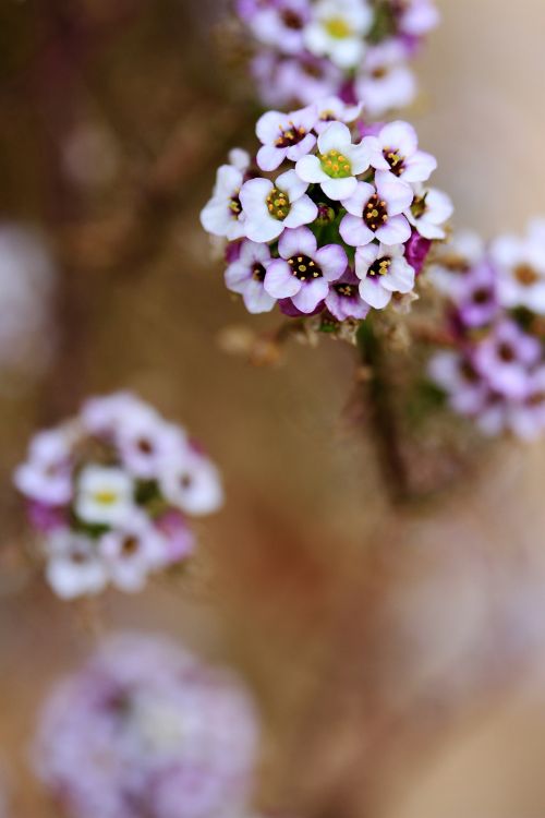 Alyssum Background