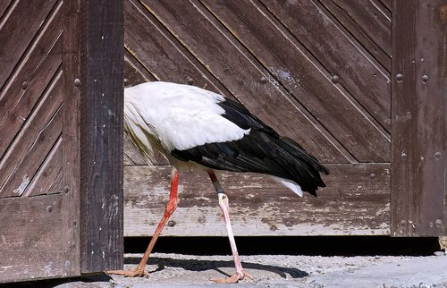 am gone  stork  wing