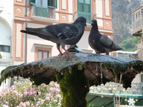 amalfi thirsty register your pigeons