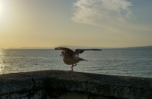 amalfi coast  italy  gull
