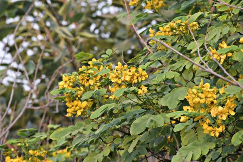 amaltas yellow flowers golden rain tree