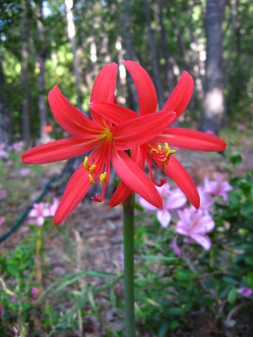 red añañuca rhodophiala phycelloides mountain flower