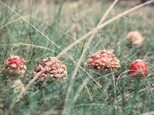 amanita mushroom grass