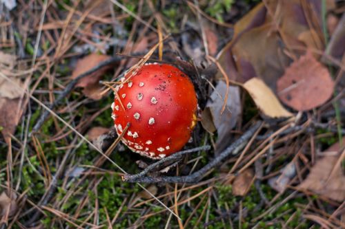 amanita mushroom forest