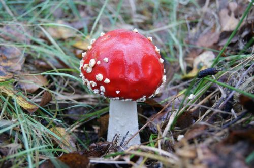autumn mushrooms red