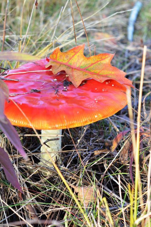 amanita red mushroom