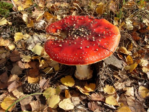 amanita mushroom poisonous mushrooms