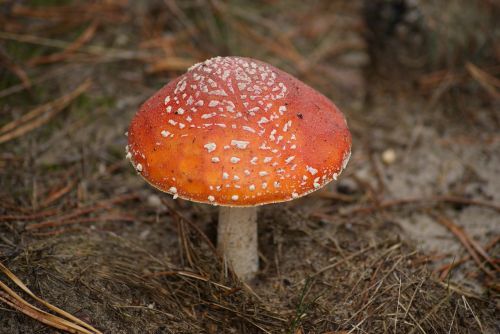 amanita mushroom poison