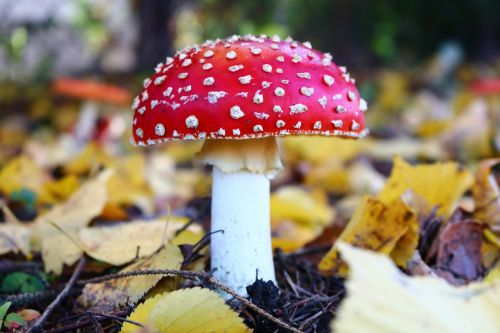 amanita mushroom forest