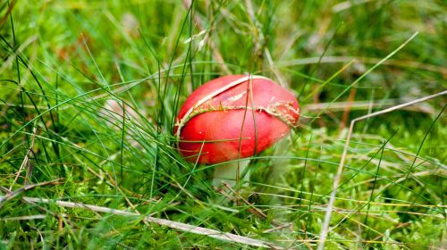 amanita forest fly agaric red