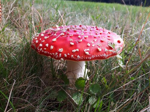 amanita mushroom poisonous