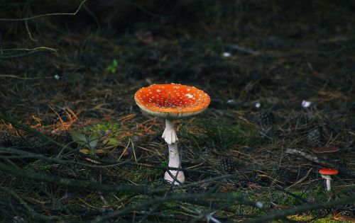 amanita mushroom danger