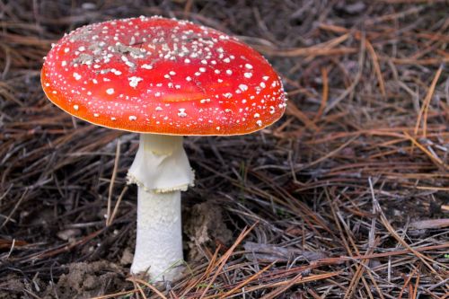 amanita amanita muscaria mushroom