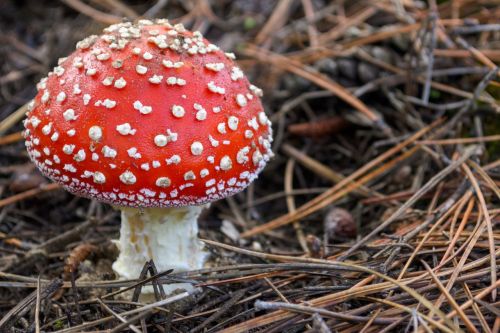 amanita amanita muscaria mushroom