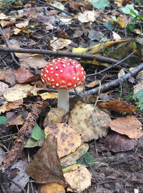 amanita  nature  mushroom
