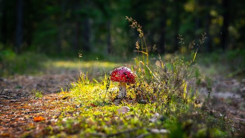 amanita  spotted  red